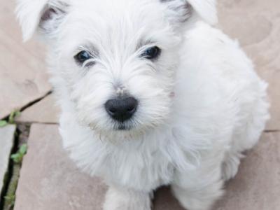 West Highland Terrier pups (2 boys 1 girl) in Kerry